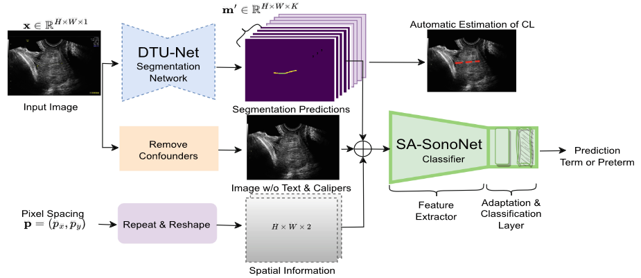 Shape- and spatially-aware ultrasound model for preterm birth prediction